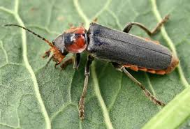 Attēlu rezultāti vaicājumam “Cantharis fusca”