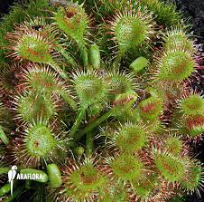 Image result for Drosera