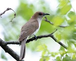 Image result for Coccyzus erythropthalmus