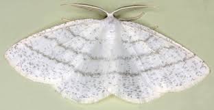 Attēlu rezultāti vaicājumam “Cabera exanthemata female”