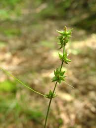 Attēlu rezultāti vaicājumam “xComagaria rosea”