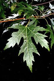 Attēlu rezultāti vaicājumam “Acer saccharinum leaf”