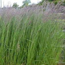 Attēlu rezultāti vaicājumam “Calamagrostis purpurea”