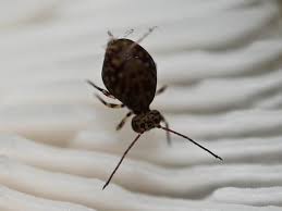 Attēlu rezultāti vaicājumam “Ptenothrix sp.”