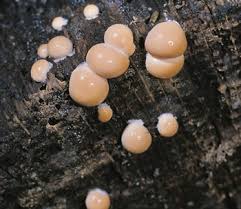 Attēlu rezultāti vaicājumam “Lycogala cf. fossiculatum macro”