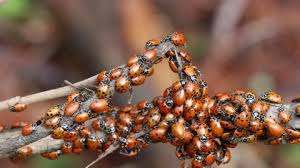 Attēlu rezultāti vaicājumam “Saturnia pavonia eggs”