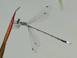 Attēlu rezultāti vaicājumam “Lestidae”