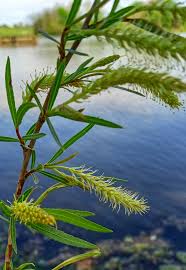 Attēlu rezultāti vaicājumam “Salix Vetrix”