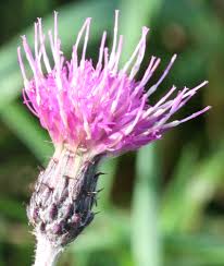 Attēlu rezultāti vaicājumam “Cirsium palustre flower”