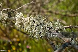 Attēlu rezultāti vaicājumam “Ramalina farinacea”