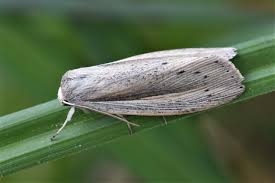 Attēlu rezultāti vaicājumam “Mythimna flammea”