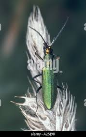 Attēlu rezultāti vaicājumam “Chrysanthia viridissima”