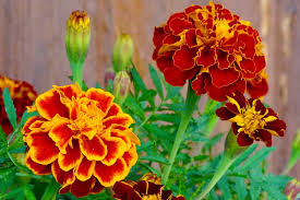Attēlu rezultāti vaicājumam “Tagetes flower”