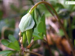 Attēlu rezultāti vaicājumam “Corydalis intermedia fruit”