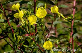 Attēlu rezultāti vaicājumam “Onagraceae”