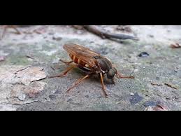 Attēlu rezultāti vaicājumam “Therevidae”