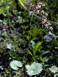 Image result for Saxifraga nelsoniana