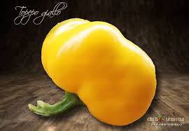Afbeeldingsresultaat voor topepo giallo sweet pepper