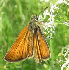Attēlu rezultāti vaicājumam “Anacampsis blatariella”
