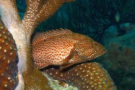 Image result for Cephalopholis cruentata