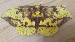 Attēlu rezultāti vaicājumam “Archips podana male”