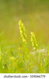 Attēlu rezultāti vaicājumam “Herminium monorchis leaf”