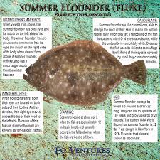 Image result for Pseudopleuronectes americanus