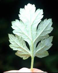 Attēlu rezultāti vaicājumam “Artemisia vulgaris leaf”