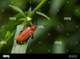 Attēlu rezultāti vaicājumam “Leptura rubra female”