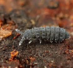Attēlu rezultāti vaicājumam “Collembola”