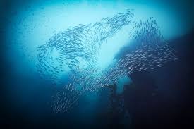Image result for Scuba Skooling
