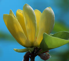 Attēlu rezultāti vaicājumam “Magnolia acuminata bud”