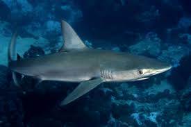 Image result for Carcharhinus galapagensis