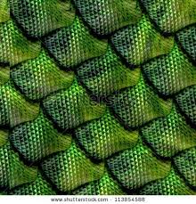 Image result for reptile scales