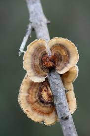 Attēlu rezultāti vaicājumam “Trametes ochracea”