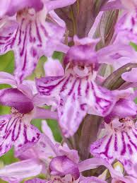 Attēlu rezultāti vaicājumam “Dactylorhiza fuchsii”