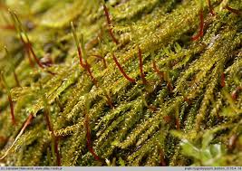 Attēlu rezultāti vaicājumam “Hygrohypnum luridum”