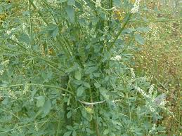 Attēlu rezultāti vaicājumam “Melilotus albus”