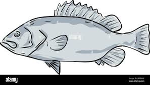 Image result for Hyporthodus niveatus