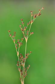 Attēlu rezultāti vaicājumam “Juncus alpinoarticulatus leaf”