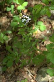 Attēlu rezultāti vaicājumam “Cardamine bulbifera”