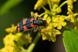 Attēlu rezultāti vaicājumam “Paradiacheopsis rigida macro”