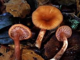 Attēlu rezultāti vaicājumam “Stemonitis pallida var. rubescens macro”