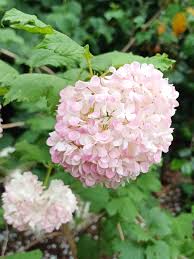 Attēlu rezultāti vaicājumam “Viburnum opulus flower”