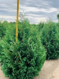 Attēlu rezultāti vaicājumam “Thuja occidentalis leaf”