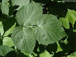 Attēlu rezultāti vaicājumam “Rubus plicatus leaf”