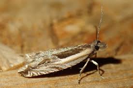 Attēlu rezultāti vaicājumam “Ancylis apicella”