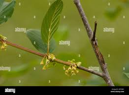 Attēlu rezultāti vaicājumam “Frangula alnus bud”