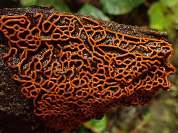 Attēlu rezultāti vaicājumam “Hemitrichia serpula”