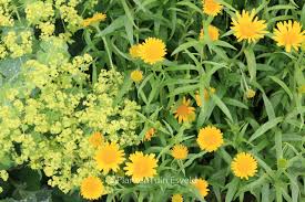 Image result for Buphthalmum salicifolium